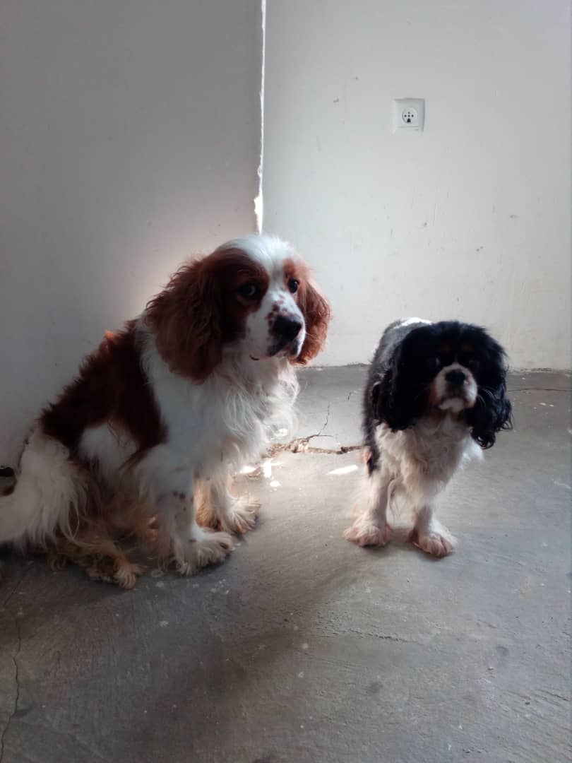 مولد نژاد کاوالیر کینگ چارلز اسپانیل مری